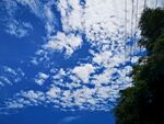 蓝天白云与树