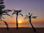 朝阳与椰子树