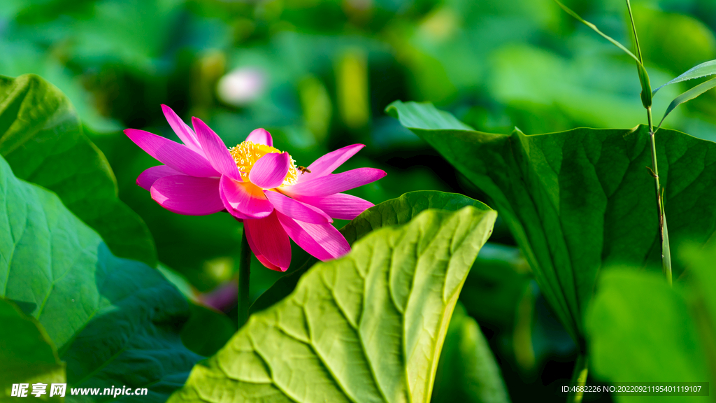 沈阳龙潭荷花湖荷花莲叶蜜蜂