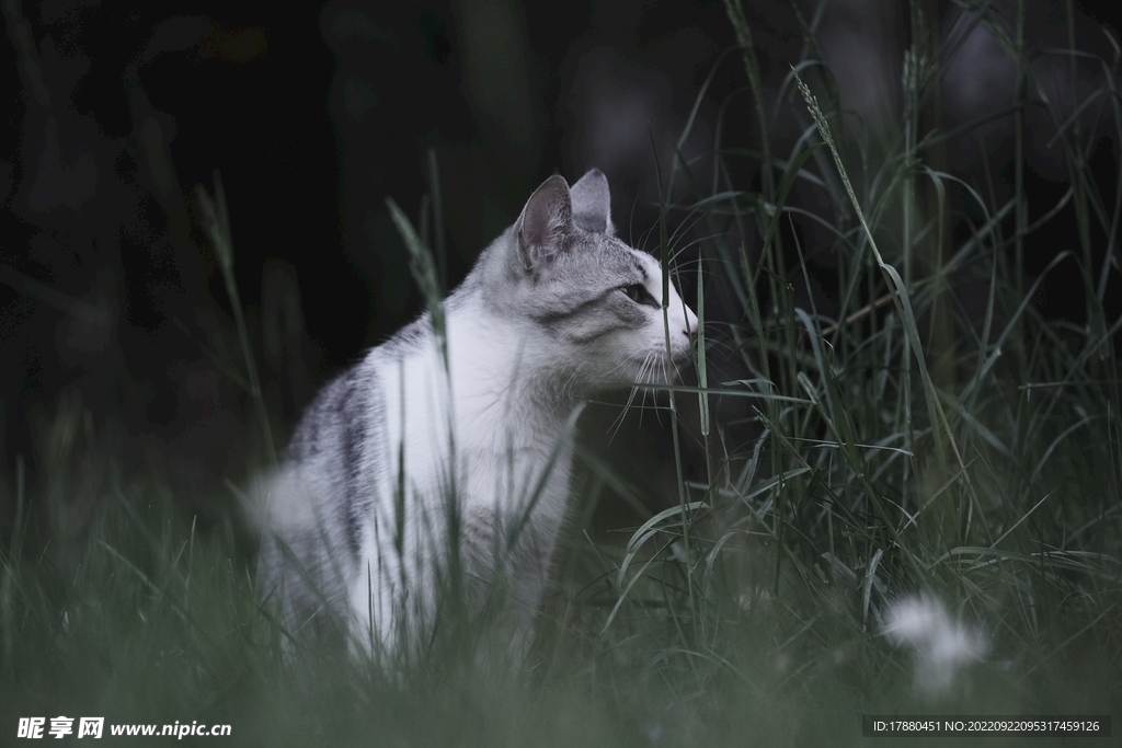 猫