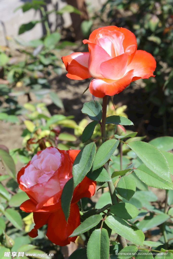 月季花 