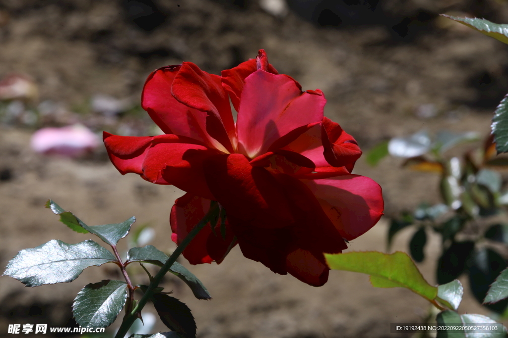 月季花 
