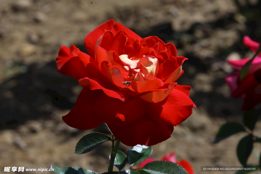 月季花  