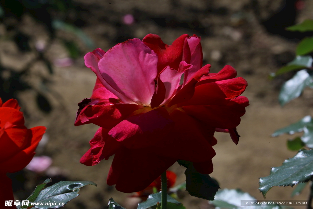 月季花 