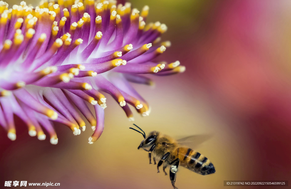 蜜蜂采蜜摄影抓拍