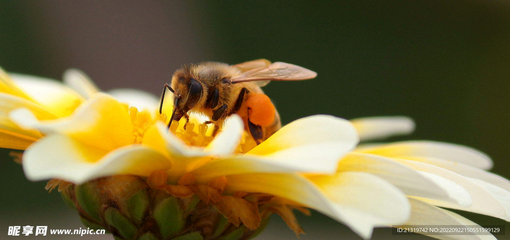 蜜蜂采蜜图片素材