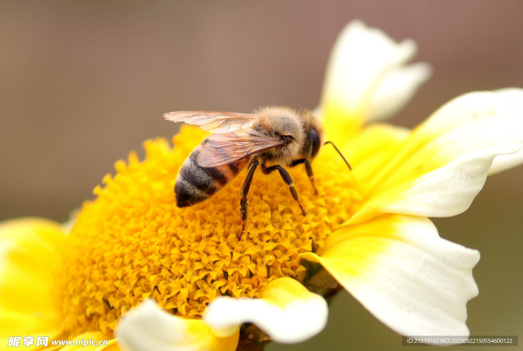 蜜蜂采蜜高清摄影
