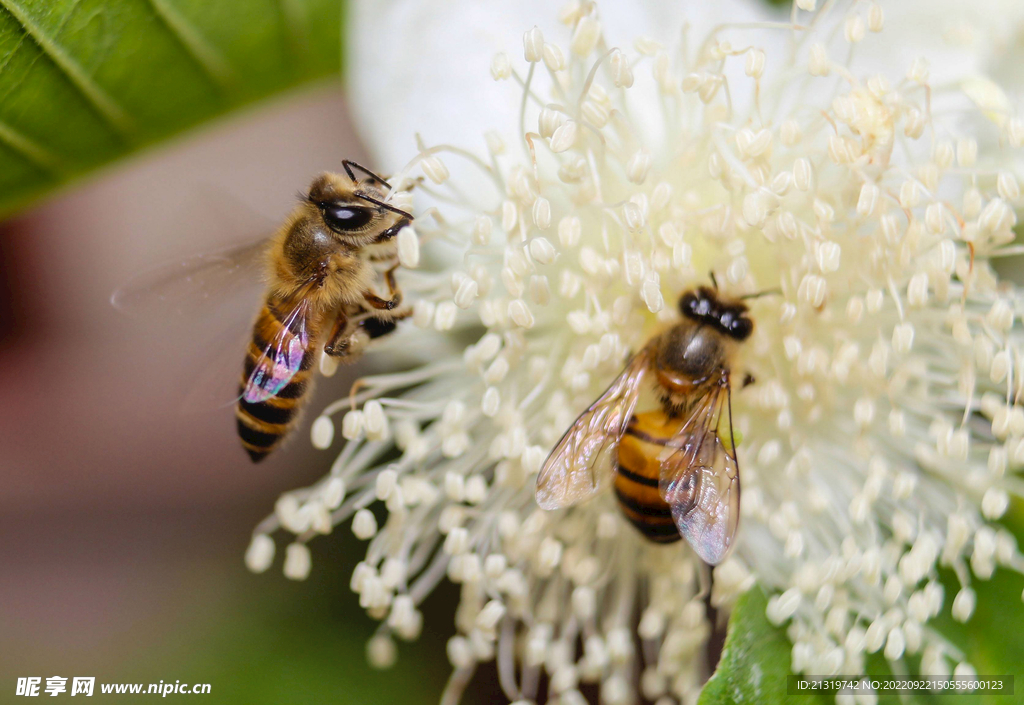 蜜蜂采蜜高清图