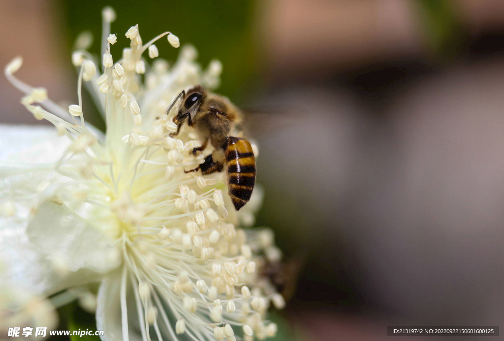 蜜蜂高清图