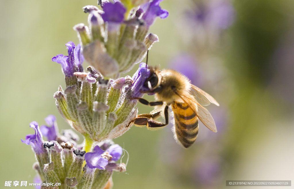 蜜蜂高清图片