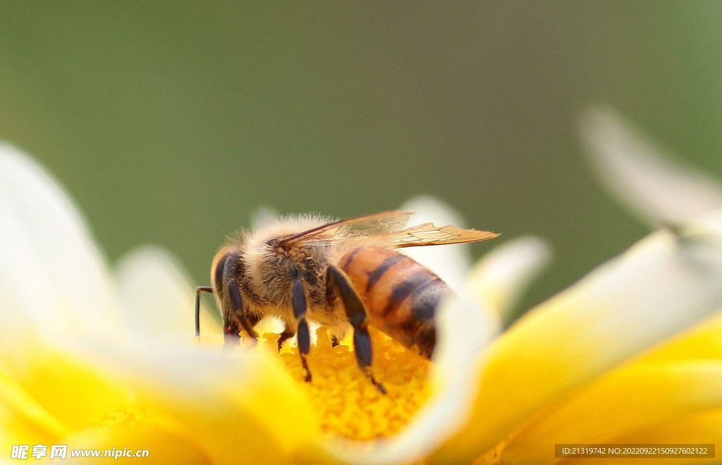 蜜蜂高清摄影特写
