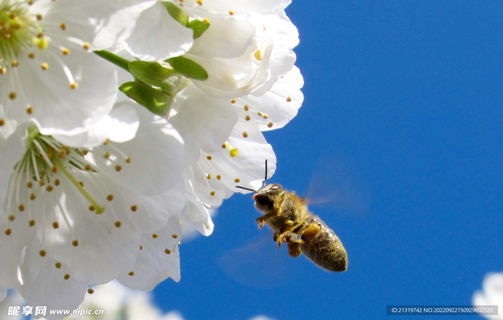 蜜蜂摄影图