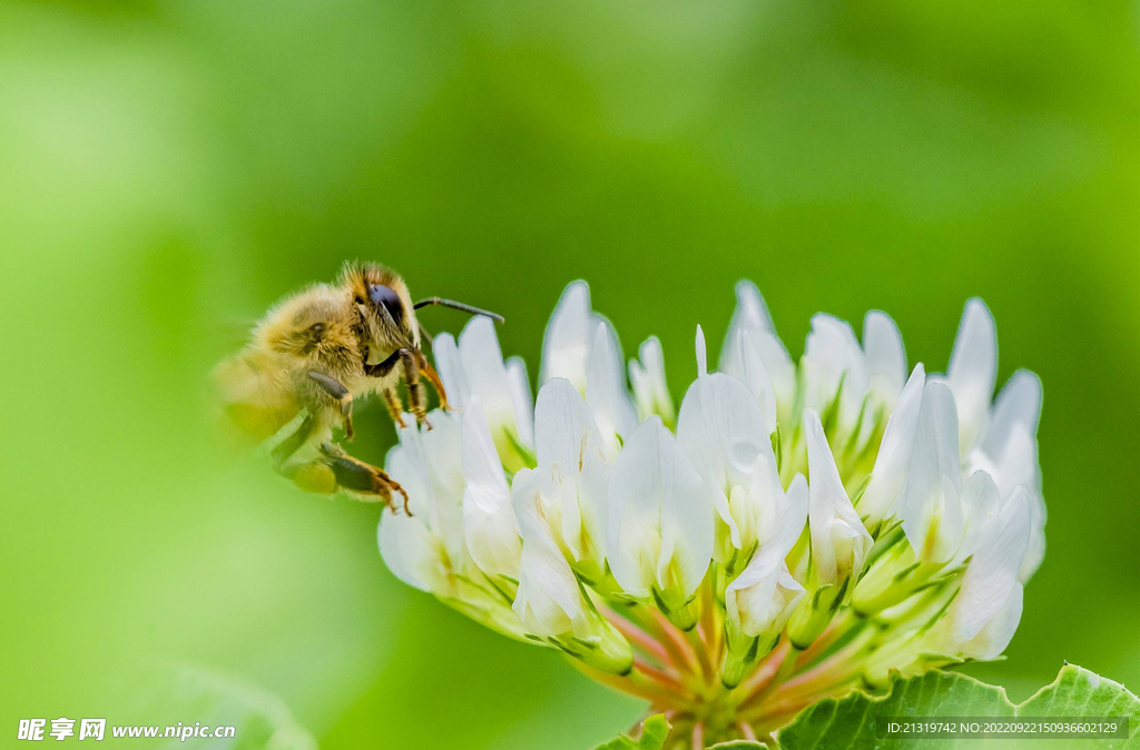 蜜蜂摄影抓拍