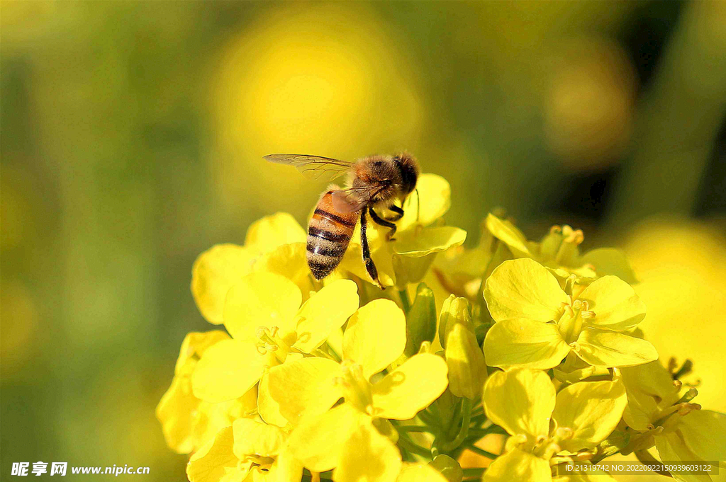 蜜蜂高清摄影