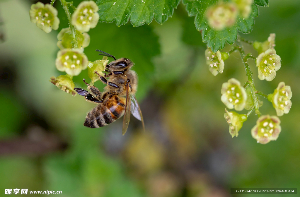 蜜蜂摄影素材