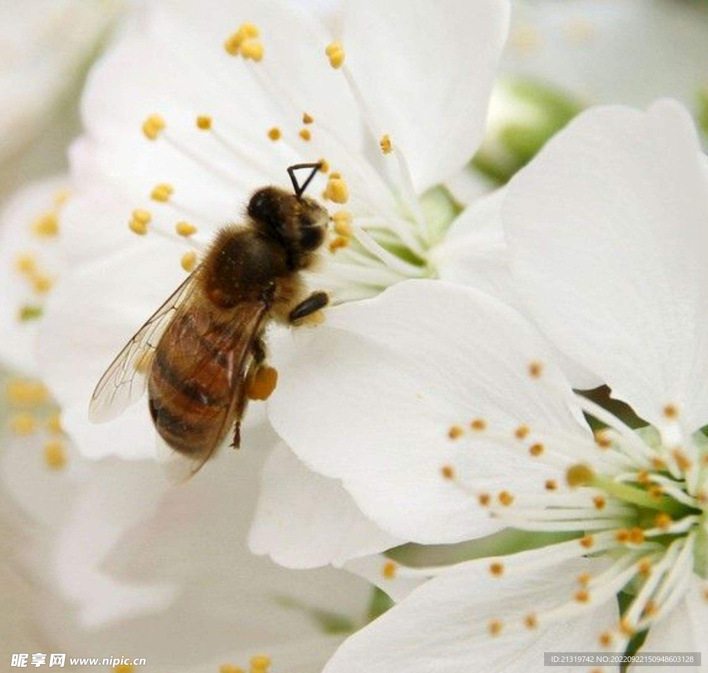 蜜蜂高清图