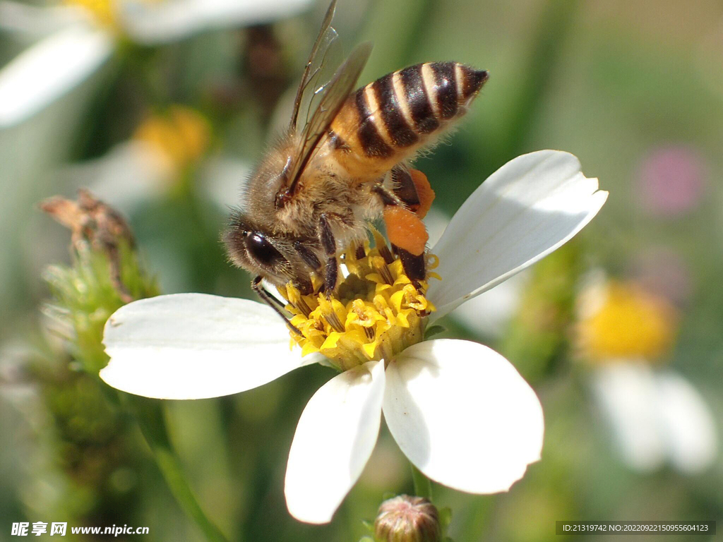 蜜蜂高清摄影