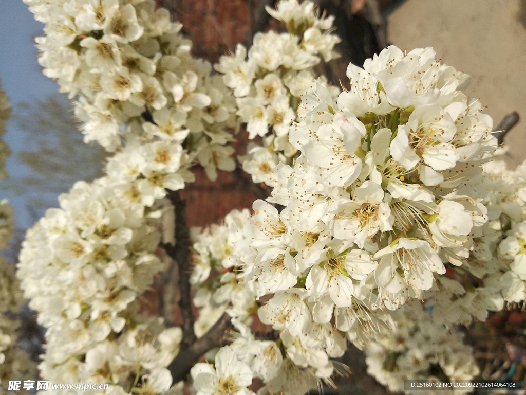 李子花
