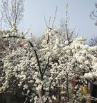 李子花 
