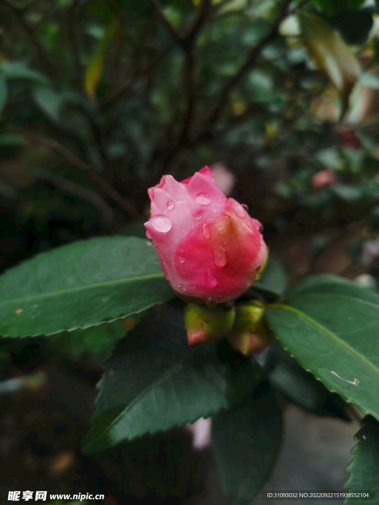 茶花