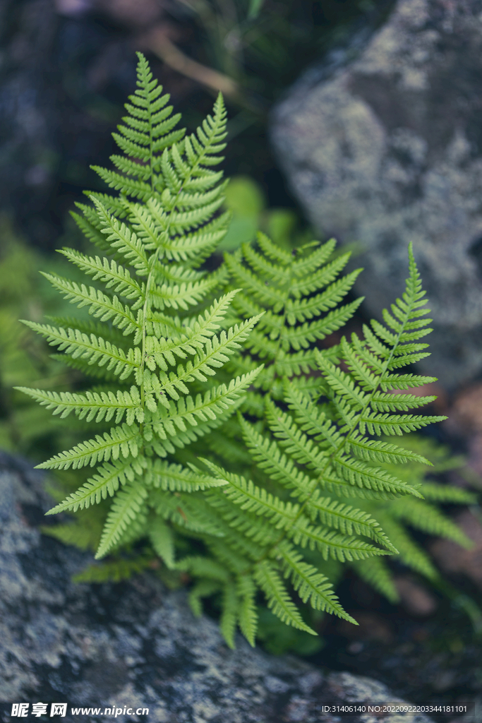 植物纹理图片