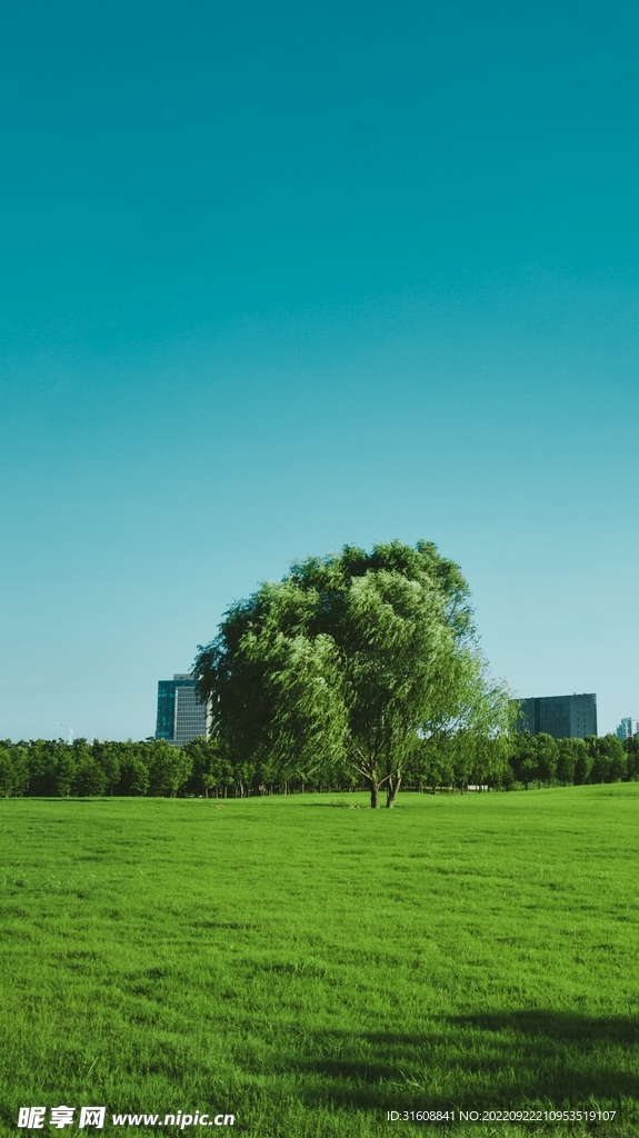 绿荫草地