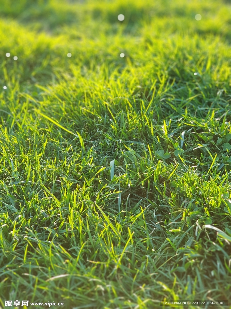 绿荫草地 