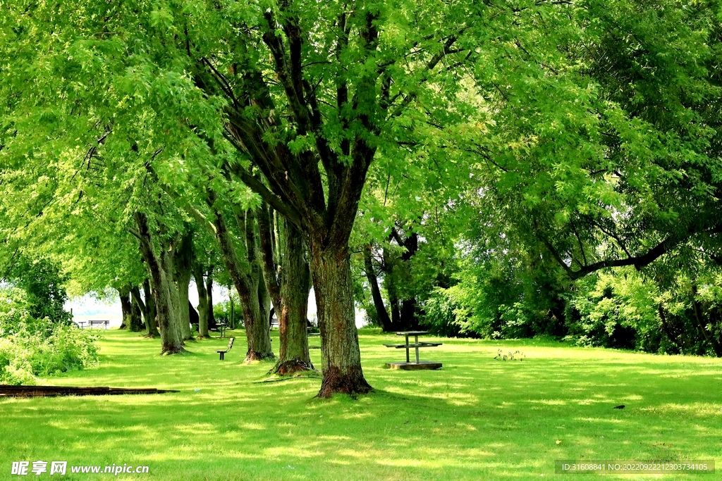 绿荫草地