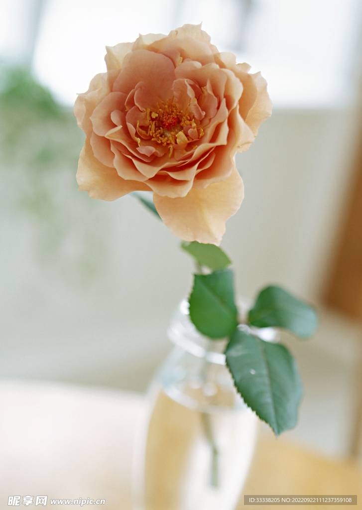 花卉