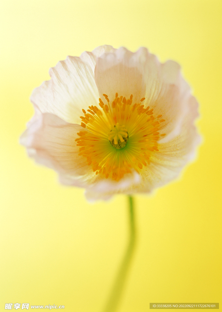 花卉