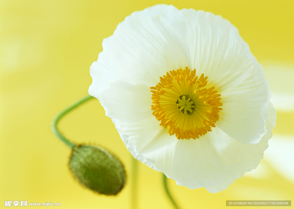 花卉