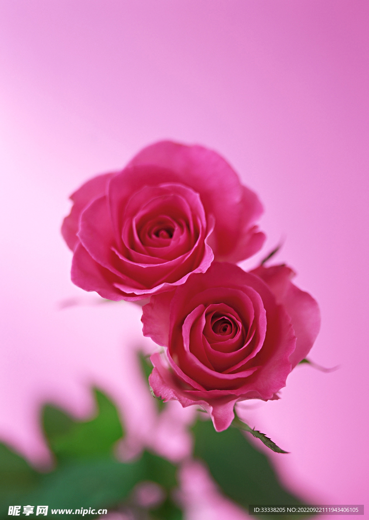花卉