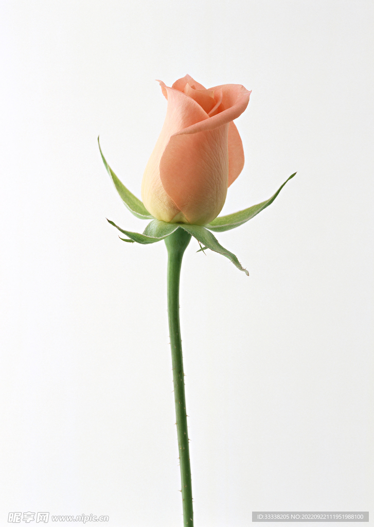 花卉