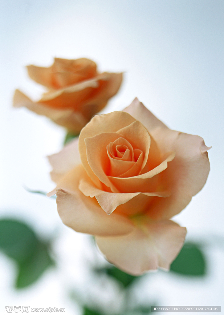 花卉
