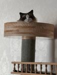 宠物猫