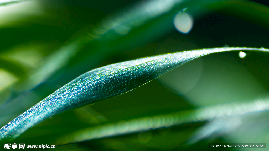 沈阳龙潭荷花湖水草