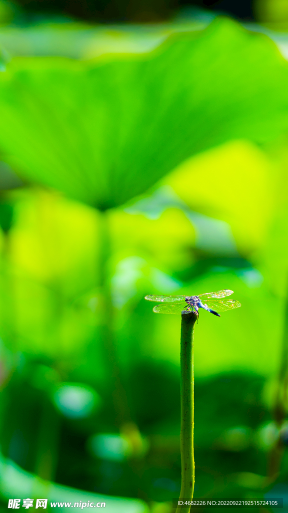 沈阳龙潭荷花湖莲叶蜻蜓