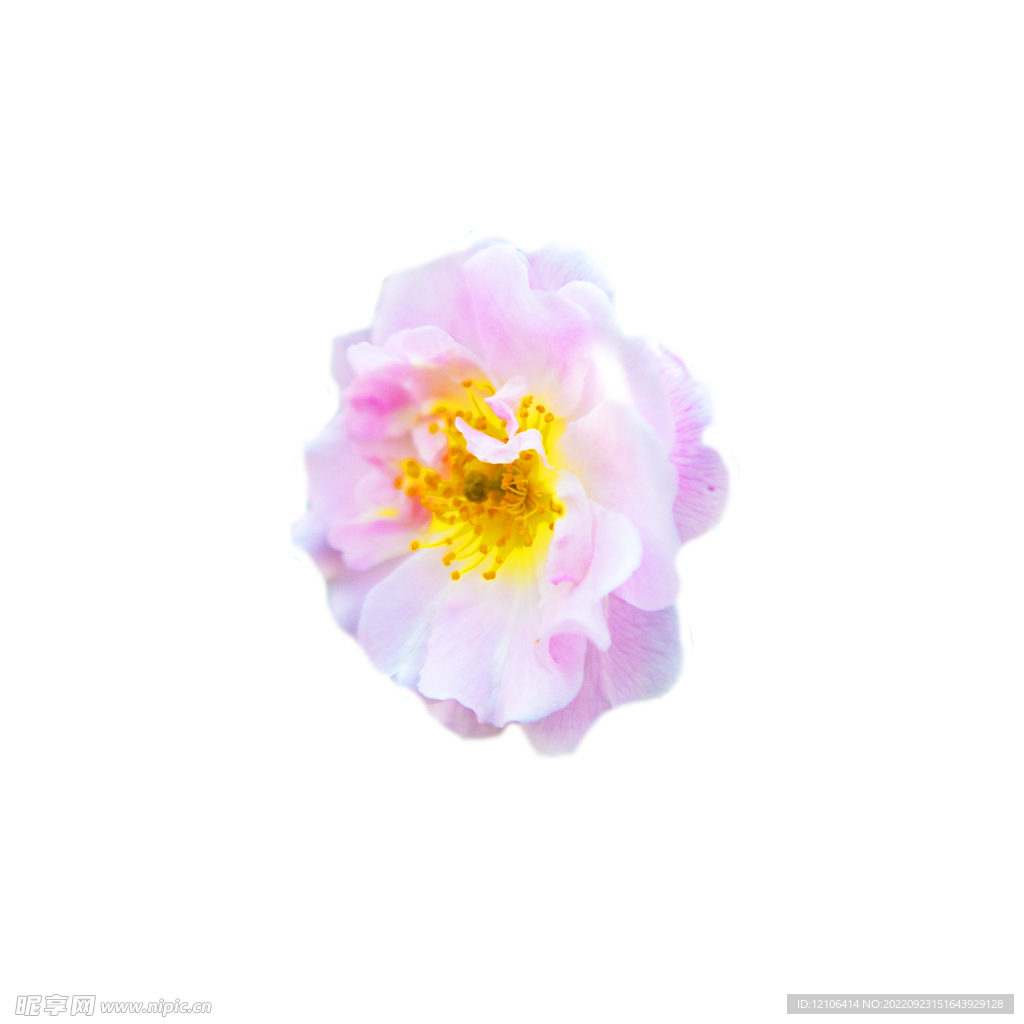 精美PS蔷薇花素材