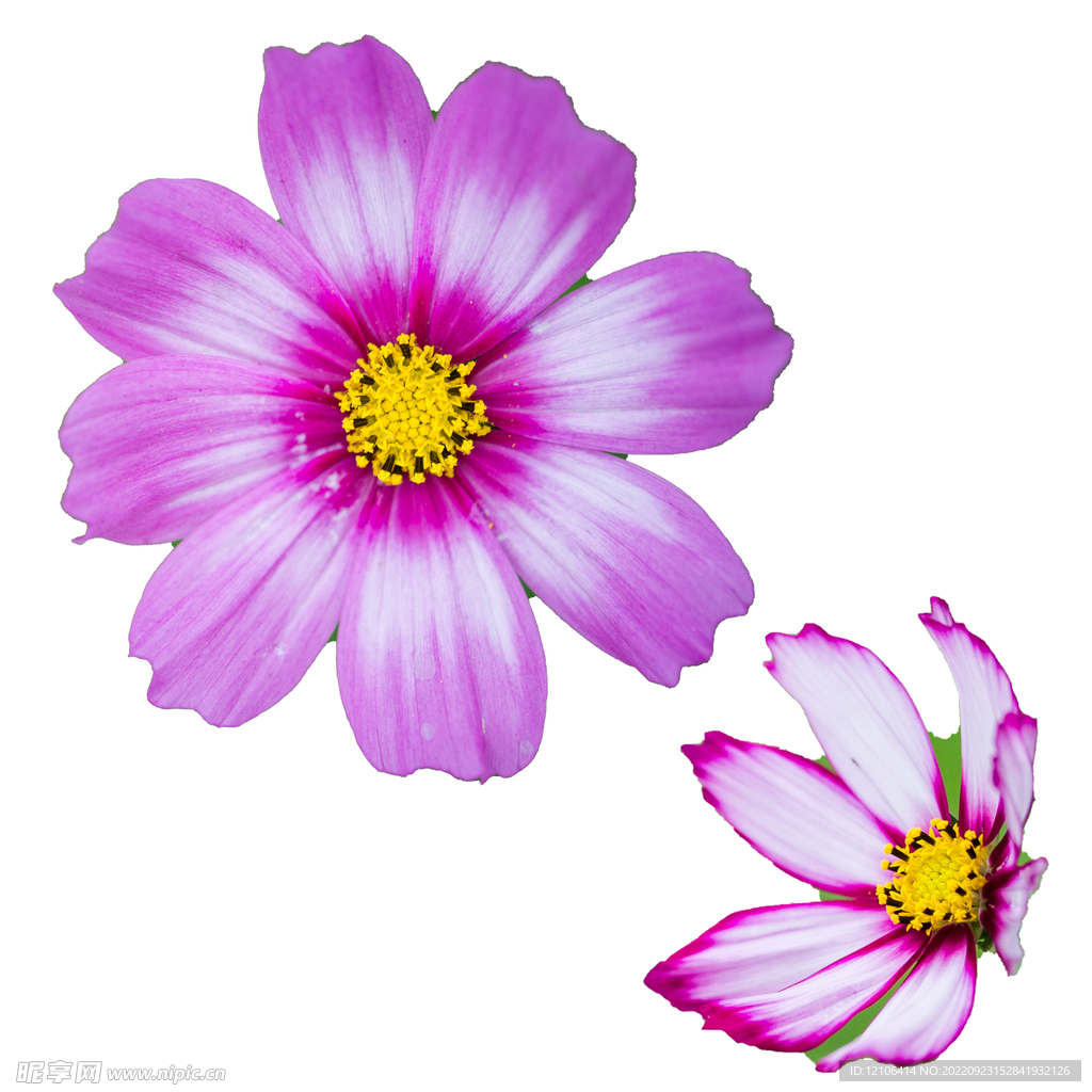 格桑花