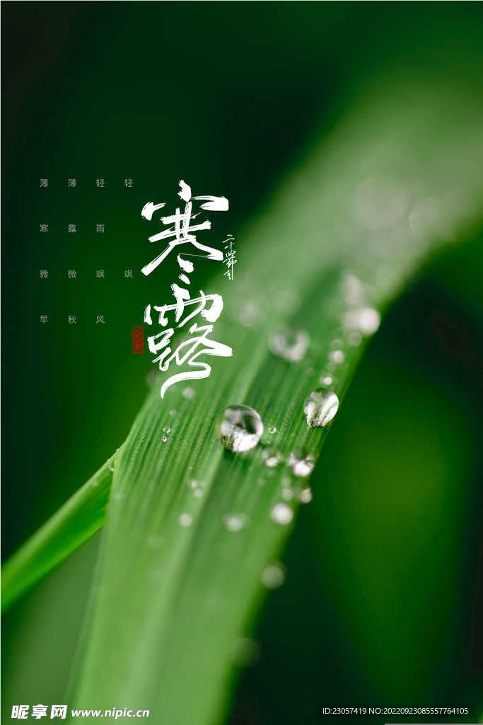 寒露二十四节气海报