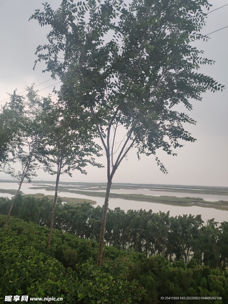 树