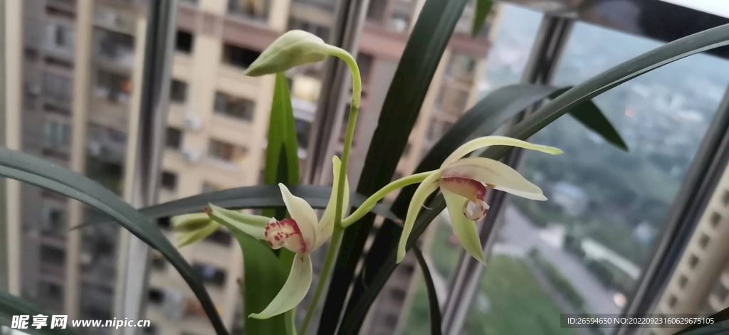 兰花
