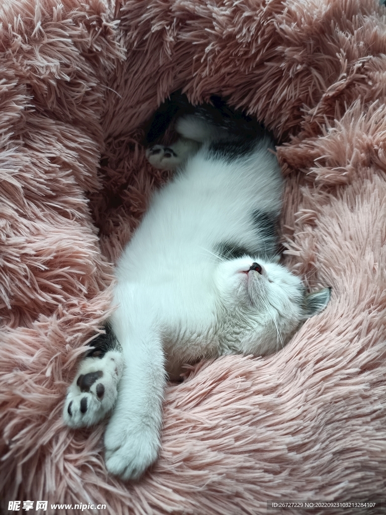 睡姿妖娆的猫咪