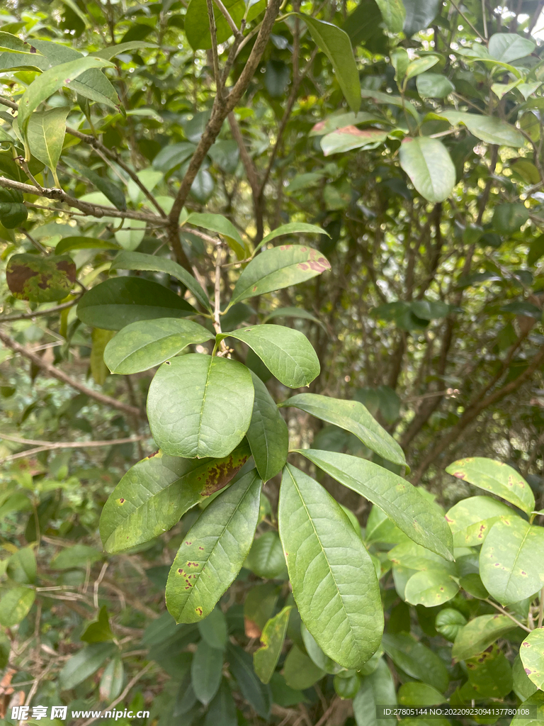 桂花