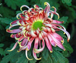 红色菊花特写素材