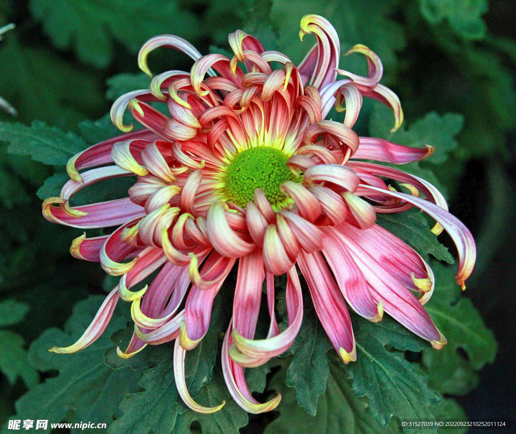 红色菊花特写素材