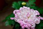 粉色菊花摄影素材