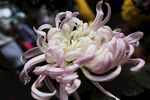菊花高清大图