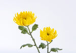 黄色菊花图片素材