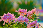 紫色菊花摄影图